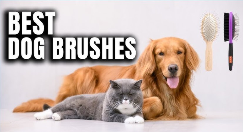 Best Dog Brush