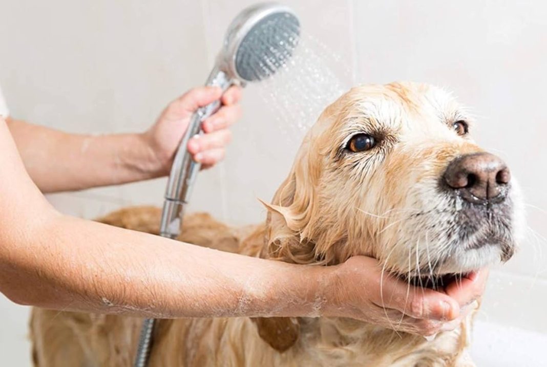 Best Dog Shampoo And Conditioner