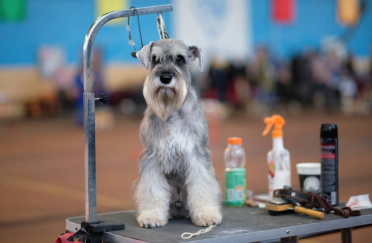 Dog Clippers for Schnauzers