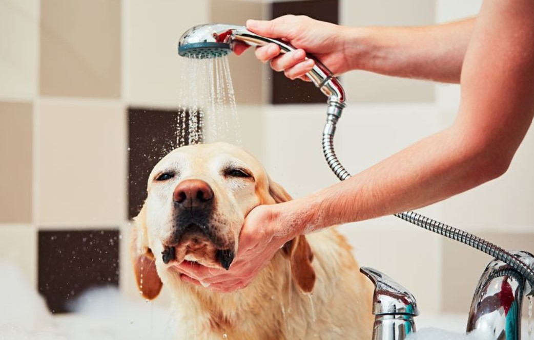 Dog Grooming Tips