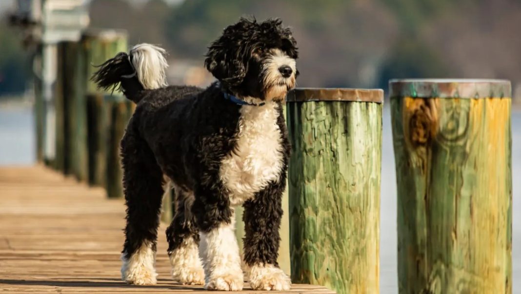 Best Brush for Portuguese Water Dog