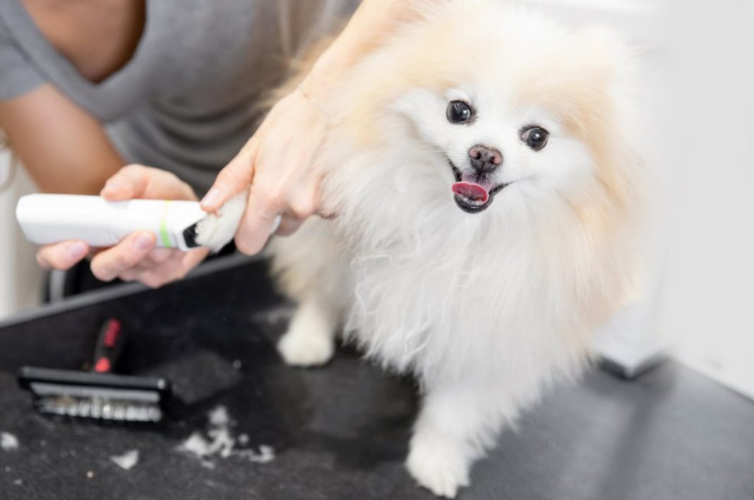 Best Dog Clippers for Pomeranians