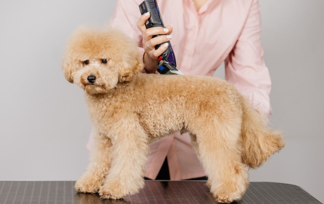 Best Clippers for Poodles