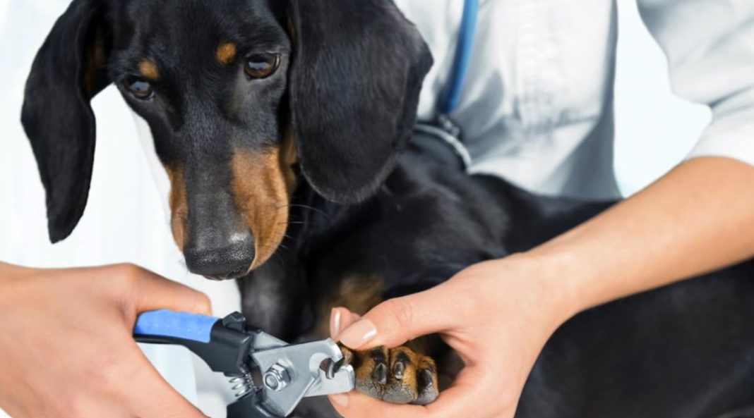 Best Dog Nail Clippers For Black Nails