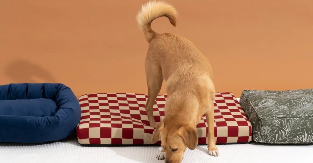 Best Dog Beds