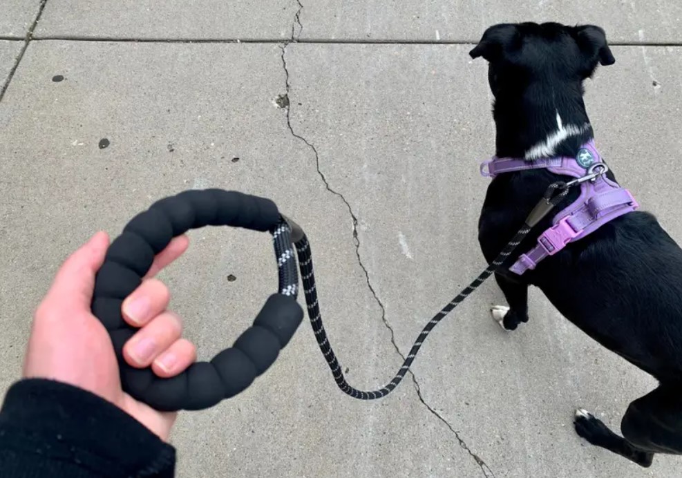 Best Dog Leashes