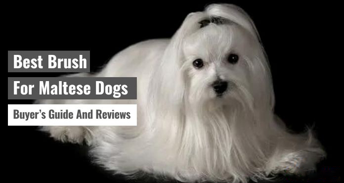 Best Brush For Maltese Dogs