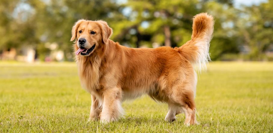 Best Dog Clippers for Golden Retrievers