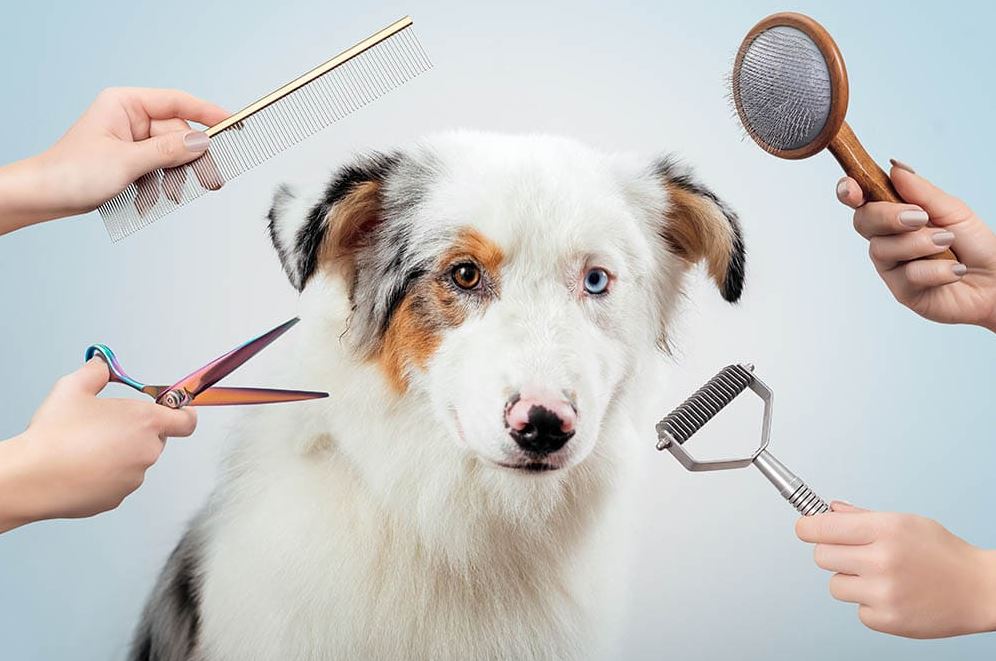 Best Brush for Australian Shepherd