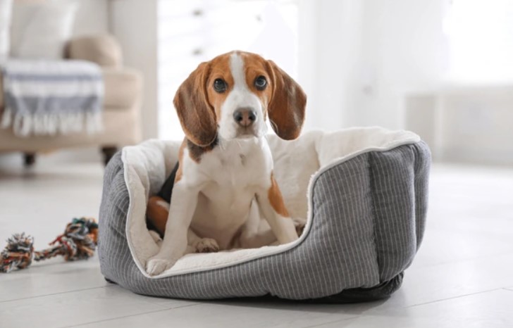 Best Dog Beds for Beagles