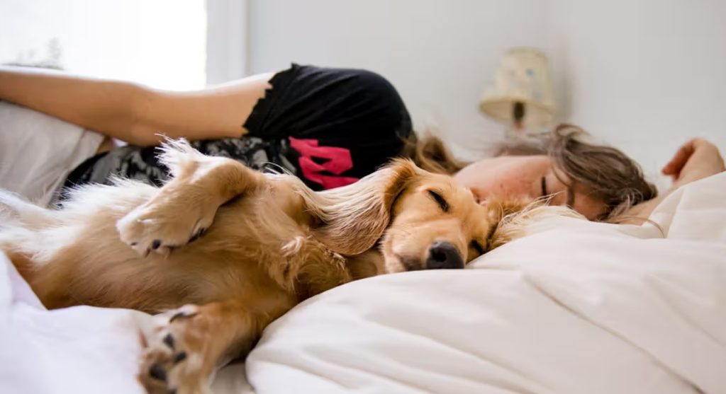 disturb your dog during sleep