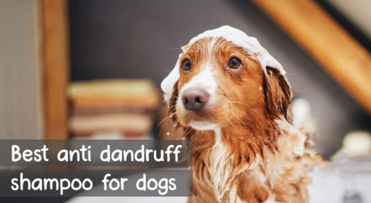 Best Dog Shampoo for Dandruff