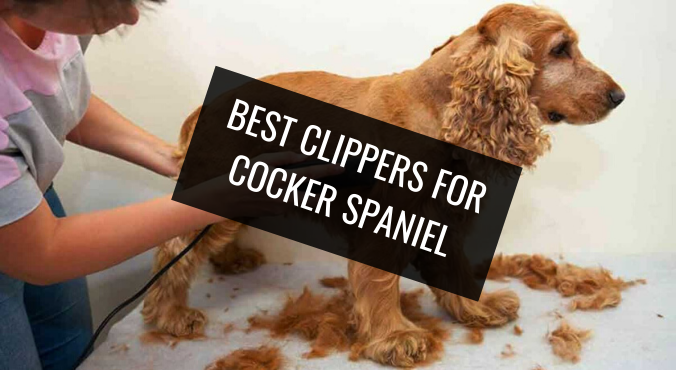 Best Clippers for Cocker Spaniel