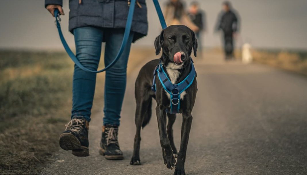 Best Dog Harnesses for Running