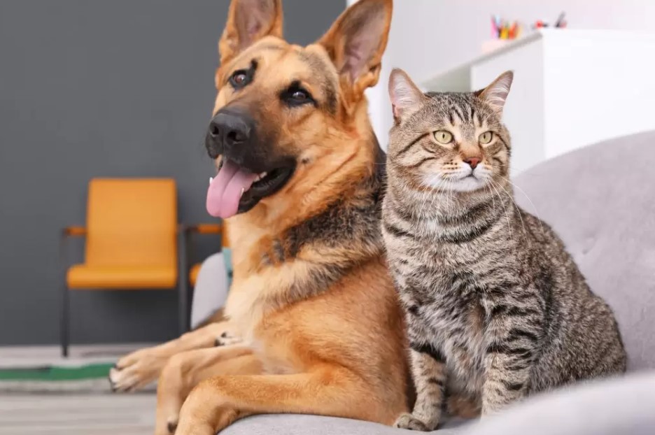 Best Flea Treatment for German Shepherds