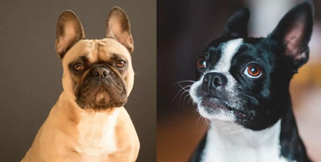 Boston Terrier vs. French Bulldog