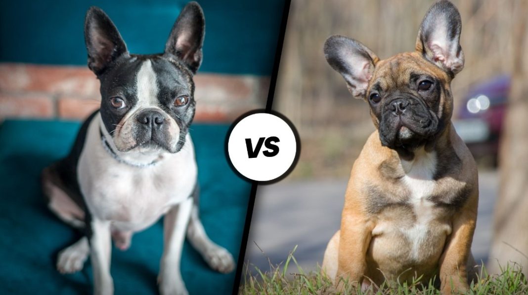 Boston Terrier vs. French Bulldog