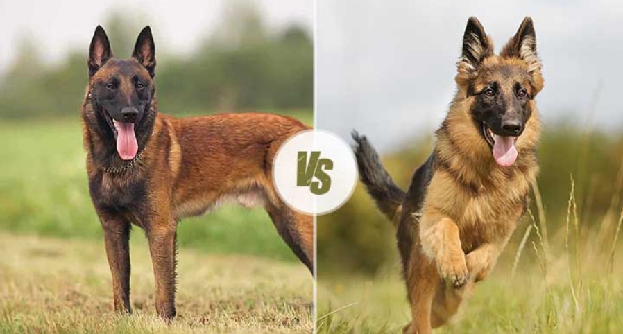 German Shepherd vs Belgian Malinois