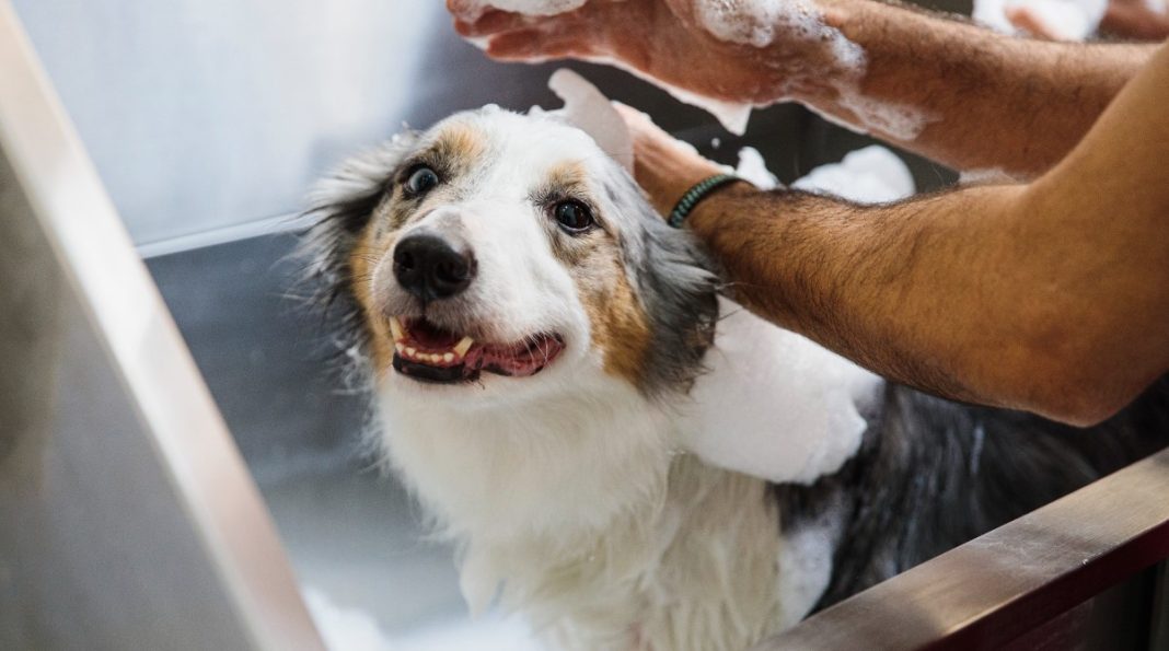 Best Smelling Dog Shampoos