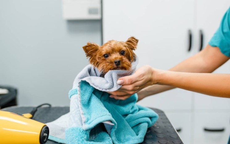 How Many Dogs Can You Groom