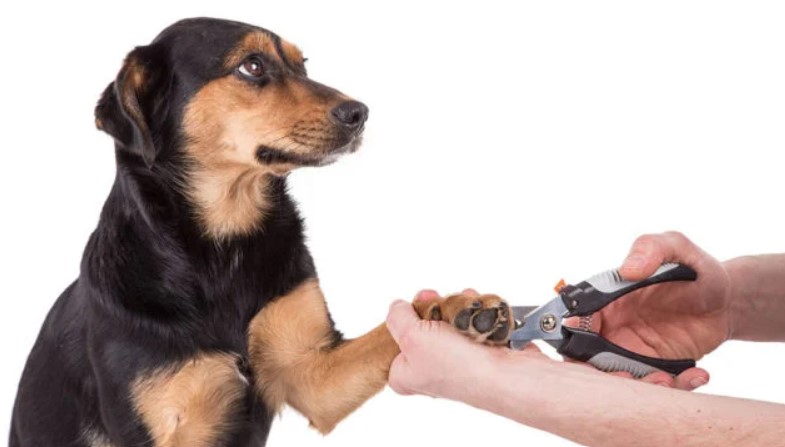 Dog’s Black Nails