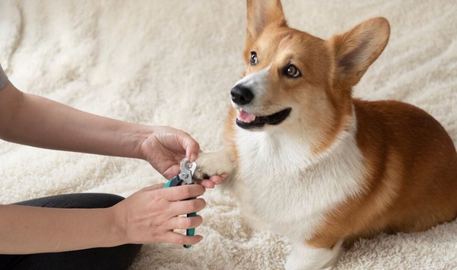 Importance of Dog Nail Trimming