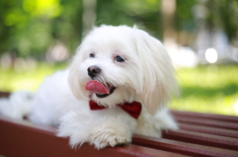 Best Brush For Maltese Dogs 