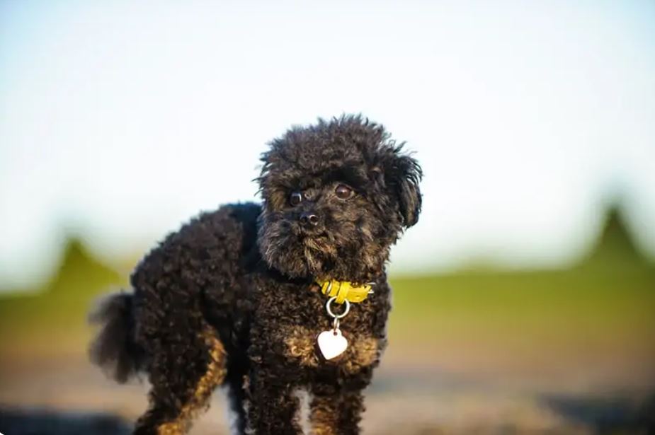 Best Brush For Standard Poodle