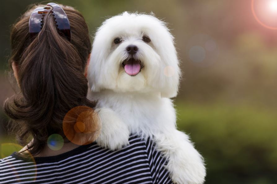 Best Brush For Maltese Dogs 