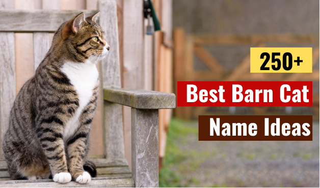 Barn Cat Names