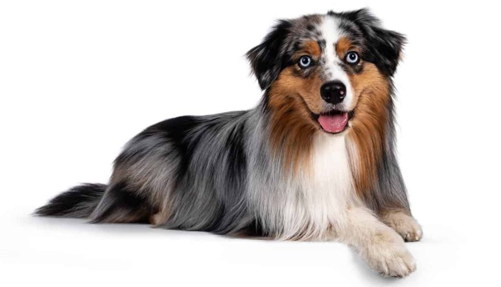 Australian Shepherd Dog Breed 