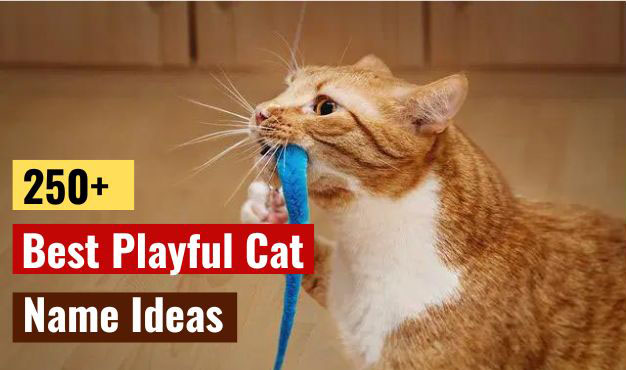 Playful Cat Names