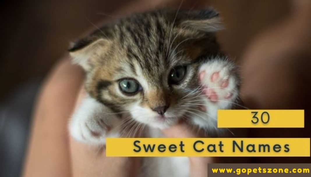 Sweet Cat Names