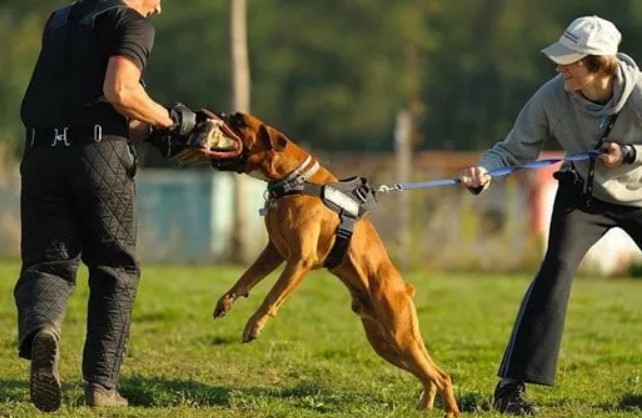 Boxer Dog Breed