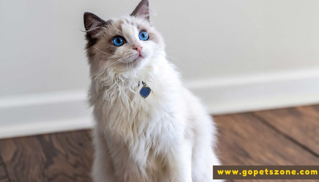 Best Facts About Ragdoll Cats