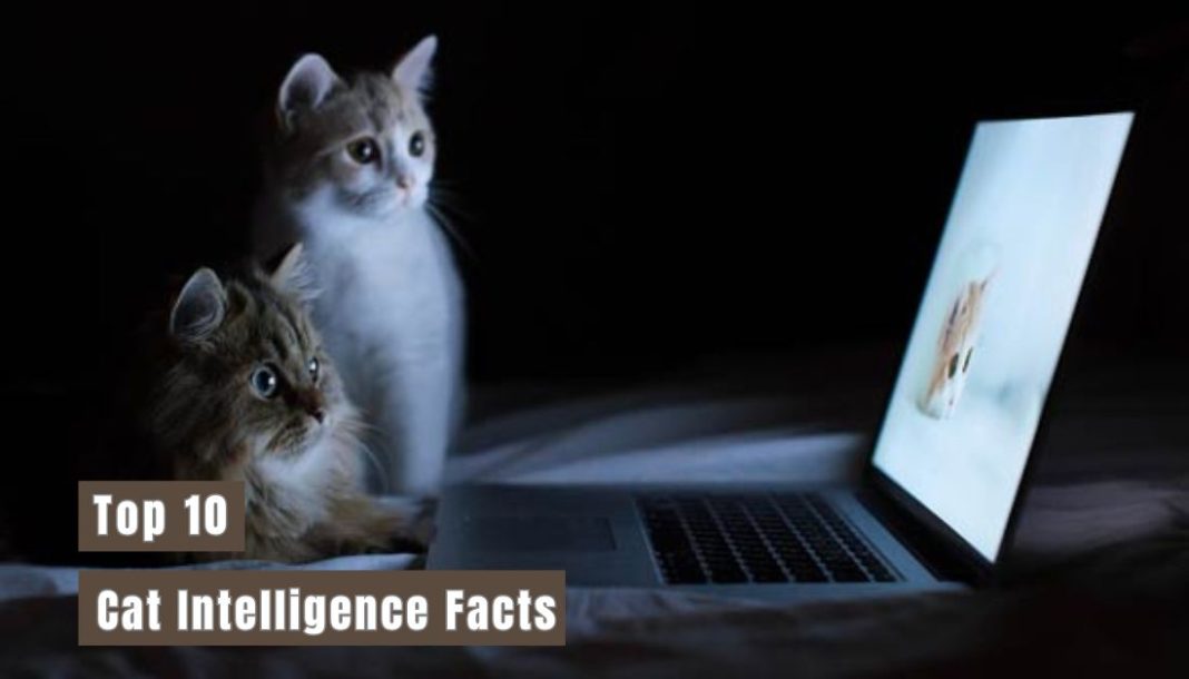 Cat Intelligence Facts