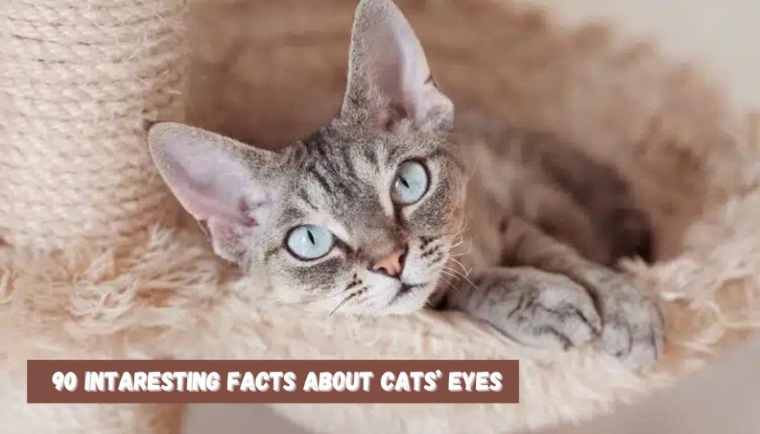 Cats Eyes Facts