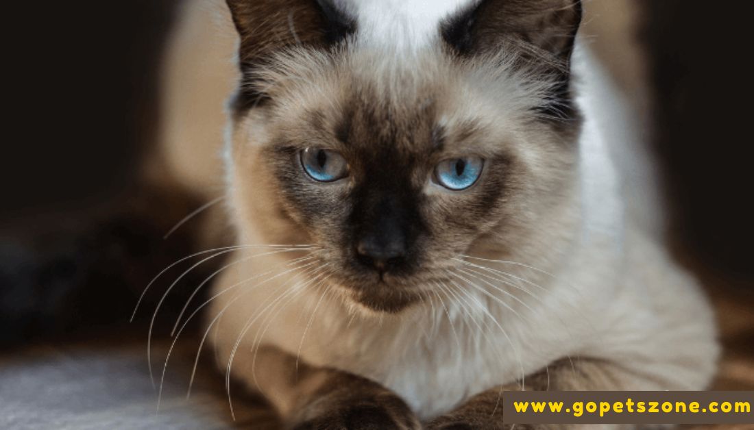 Best Facts About Ragdoll Cats