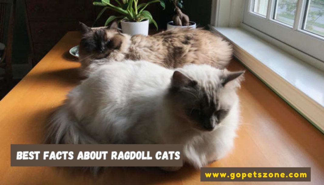 Facts About Ragdoll Cats