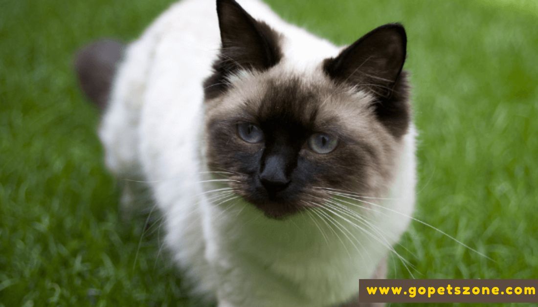 Best Facts About Ragdoll Cats