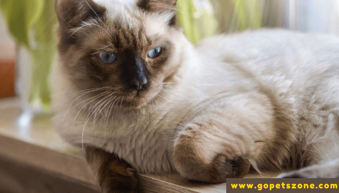 Best Facts About Ragdoll Cats