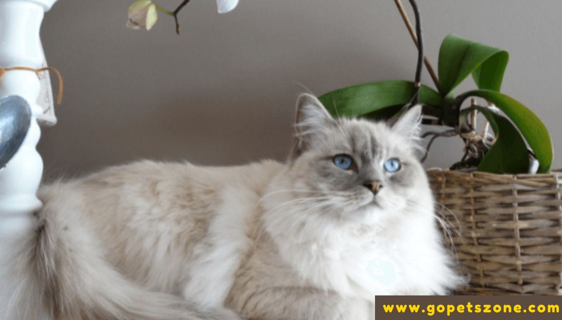 Best Facts About Ragdoll Cats