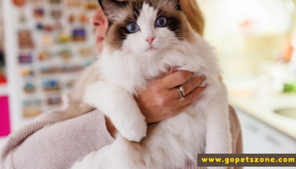 Best Facts About Ragdoll Cats