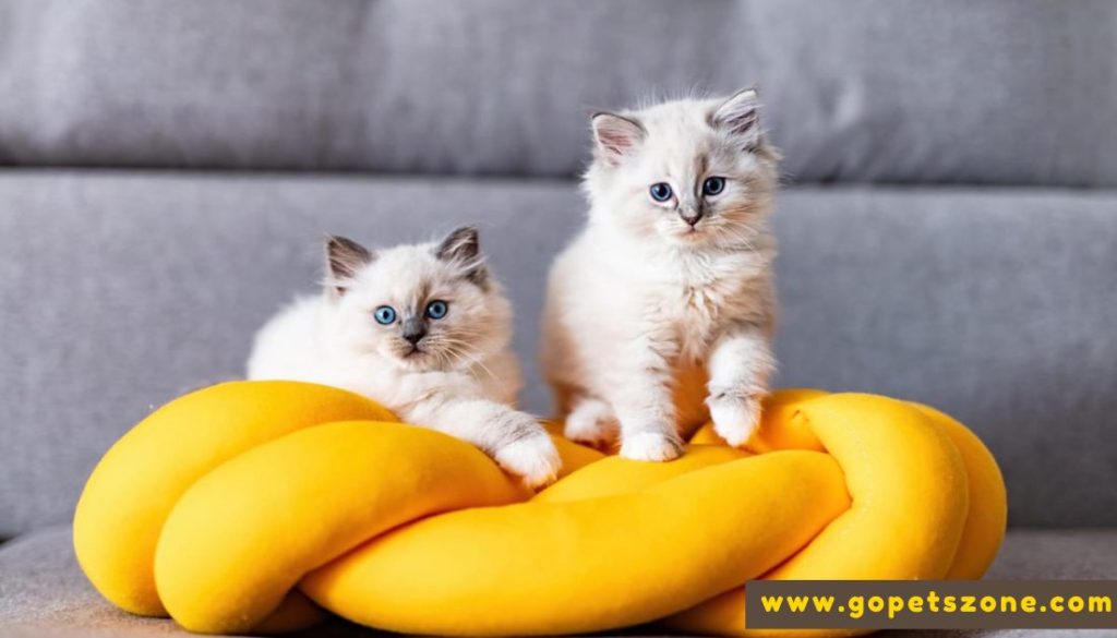 Best Facts About Ragdoll Cats