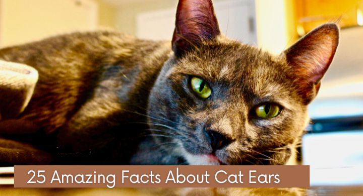 Facts About Cat Ears