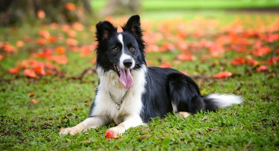 Border Collie Dog Breed