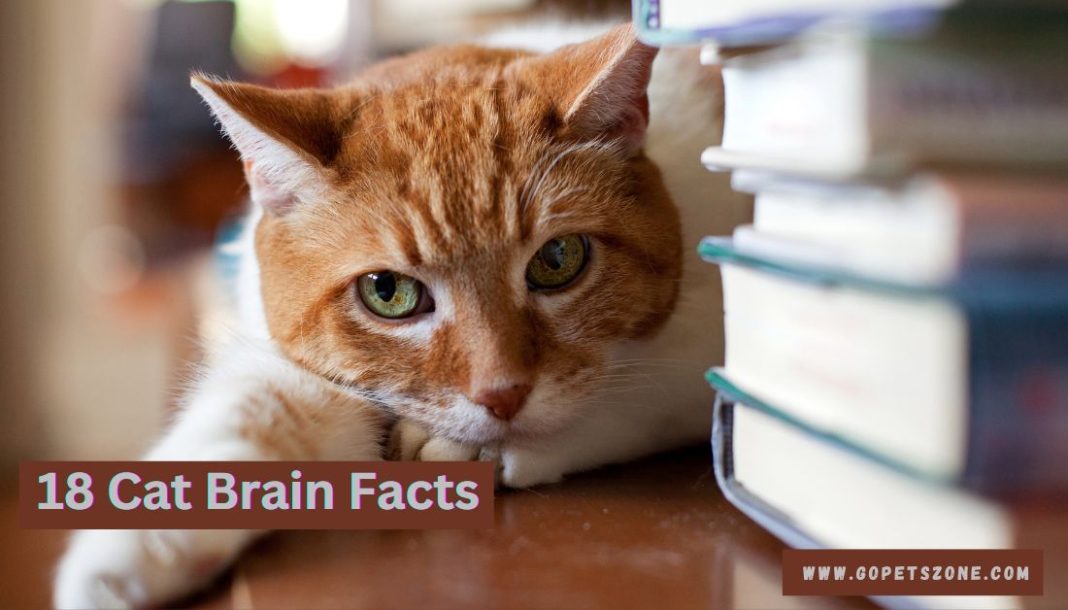 Cat Brain Facts