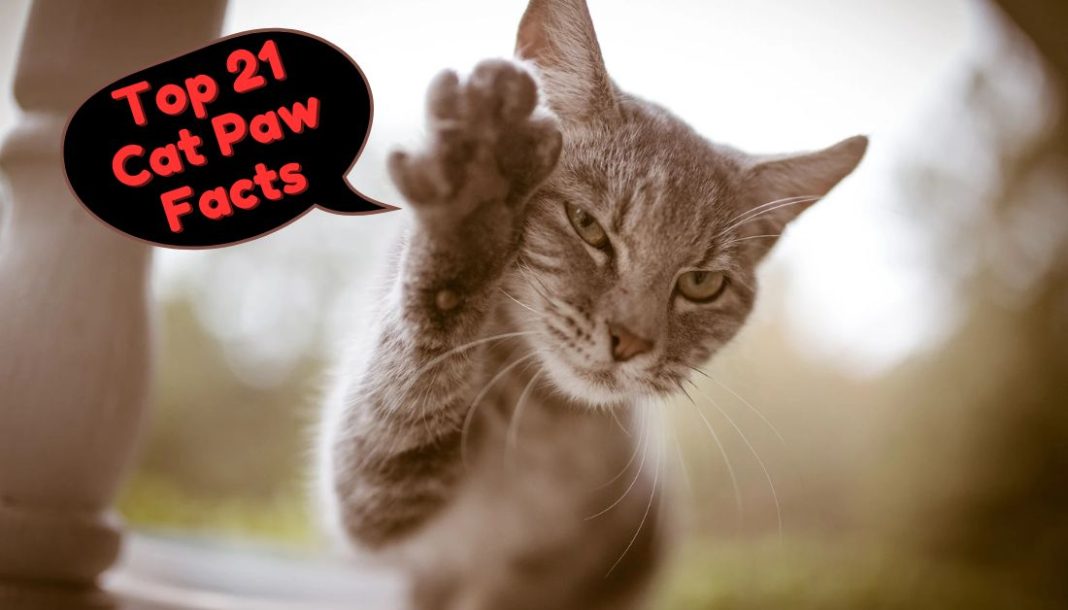 Cat Paw Facts