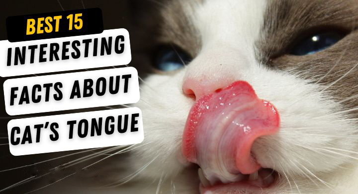 Facts About Cats Tongue