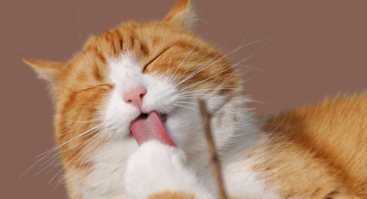 Facts About Cats Tongue